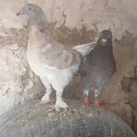 کبوترکینگ اردکی