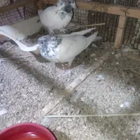 جفت کفتر کله ای کاکل