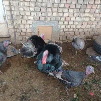 بقلمون|حیوانات مزرعه|ساوه, |دیوار