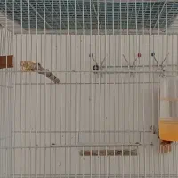 فنچ مولد نرگسی|پرنده|قوچان, |دیوار