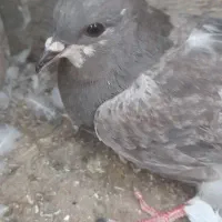 کبوتر کر نر سیمونی گل دم