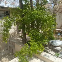 فروش-ملک-کلنگی-300-متردر-سرخه-حصار-ده-ترکمن