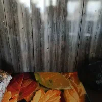 رهن و اجاره مسکن مهر جهاد /شرکت گاز/|اجارهٔ آپارتمان|یاسوج, |دیوار