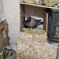 کفتر جفتگاه|پرنده|سبزوار, قاضی زاد|دیوار