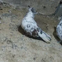 کبوتر سوسک شکلاتی کاکل اخمو|پرنده|کلاله, |دیوار