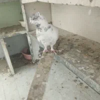 یه جفت کله دم سبز ازهرنظر عالی