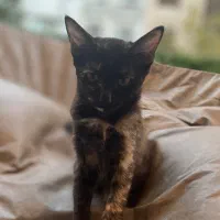 واگذاری بچه گربه ۴ ماهه نژاد dsh