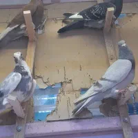 کفتر سوراخی پریده مخ|پرنده|کرمان, |دیوار