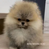 پودل و پامرانین|سگ|کرج, فاز ۲ مهرشهر|دیوار