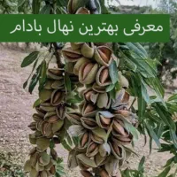 نهال بادام منقا پربار در نهالستان پاشاپور