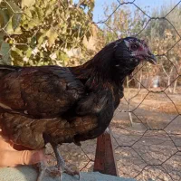 مرغ گلین|حیوانات مزرعه|قرچک, زیبا شهر|دیوار