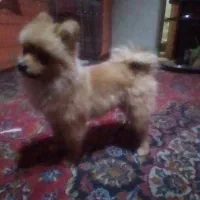 واگذاری پامرنین نر کوچیک سایز|سگ|کرمانشاه, |دیوار