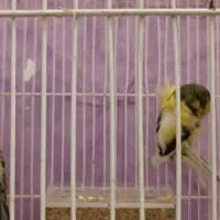 قناری نر|پرنده|تربت‌حیدریه, قائم|دیوار