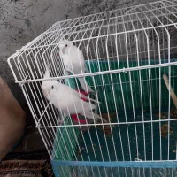 فروش عروس هلندی