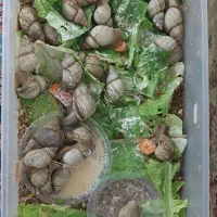 حلزون سوپر مولد و۳۰ کیلو مکمل|خزنده|تهران, تهرانسر مرکزی|دیوار