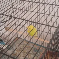 یک جفت مرغ عشق مولد بخون