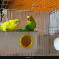 مرغ عشق|پرنده|اصفهان, طامه|دیوار