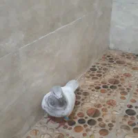 کبوتر شیخی