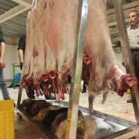 گوسفند زنده جوان وچاق خروس ومرغ