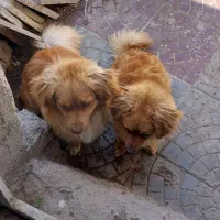 سگ پاکوتاه