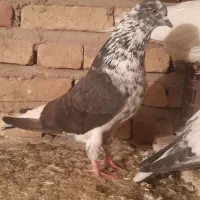 دوتا کفتر نر قوی پرش سنگین