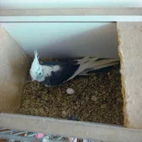 عروس هلندی ماده مست|پرنده|ویلکیج, |دیوار