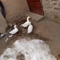 اوردک|حیوانات مزرعه|دهگلان, |دیوار