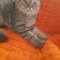 اسکاتیش بریتیش نر|گربه|اندیشه, اندیشه فاز ۱|دیوار