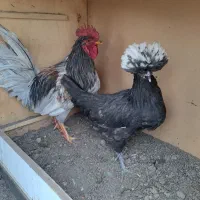 مرغ وخروس محلی|حیوانات مزرعه|تهران, جوادیه|دیوار