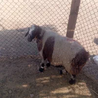 میش ابستن