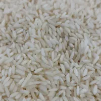 برنج کشت هندوستان سونا مسوری