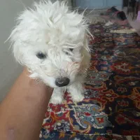 واگذار دوتا سگ پاپی ماده یکیشون بار داره|سگ|داران, |دیوار