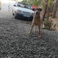 توله 8ماهه توله تبر قهرمان وحیدعباسی|سگ|همدان, |دیوار