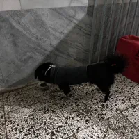 سگ پاکوتاه نر|سگ|قائم‌شهر, |دیوار