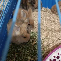 بچه خرگوش لپ ترکیش|موش و خرگوش|قزوین, |دیوار