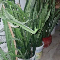 فروش انواع گل|گل و گیاه طبیعی|کیش, |دیوار