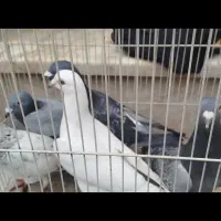 کبوتر بوم|پرنده|مشهد, ایثار|دیوار