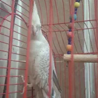 یک جفت عروس هلندی|پرنده|شهریار, شهرک وائین|دیوار