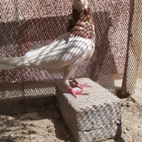 کبوتر طوقی