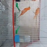 قناری سوپری اورجینال