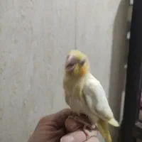 جوجه عروس هلندی نر شاه تخم|پرنده|پاکدشت, پاکدشت (مامازند)|دیوار