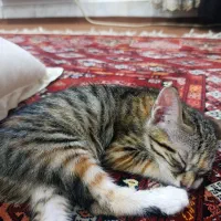 گربه|گربه|صادق آباد, |دیوار