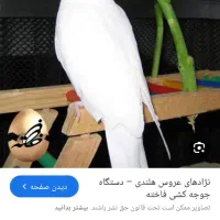 عروس هلندی