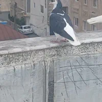 ۸عدد کبوتر پرشی