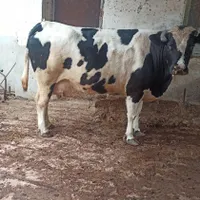 گاو ابست نزدیک زایمان