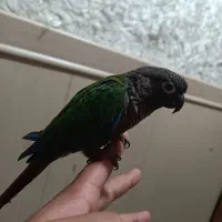 طوطی گرینچیک|پرنده|بندر دیر, |دیوار