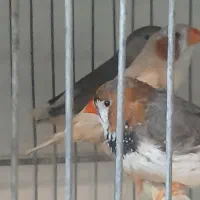 فنج گلوبرید.کینگ انگلیسی.نرگسی.کرواتی|پرنده|کرج, شاهینویلا|دیوار