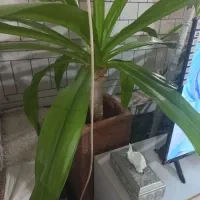 فروش گل|گل و گیاه طبیعی|زرند, |دیوار