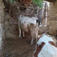 فروش گاو
