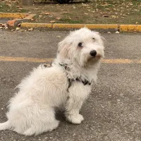 سگ نژاد تریر تربیت شده